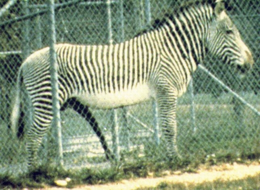 Zebras