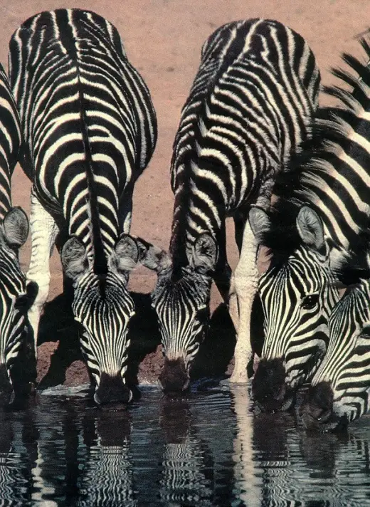 Zebras