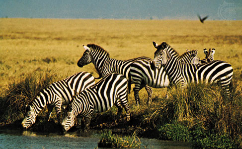 Zebras