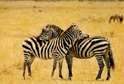 Zebras