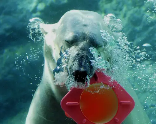 Zoo Polar Bears