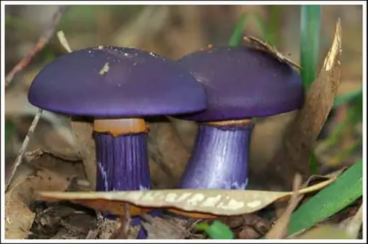 Colorful Mushrooms