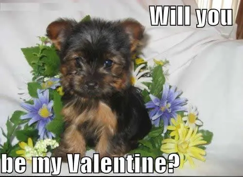 Will You Be My Valentine?