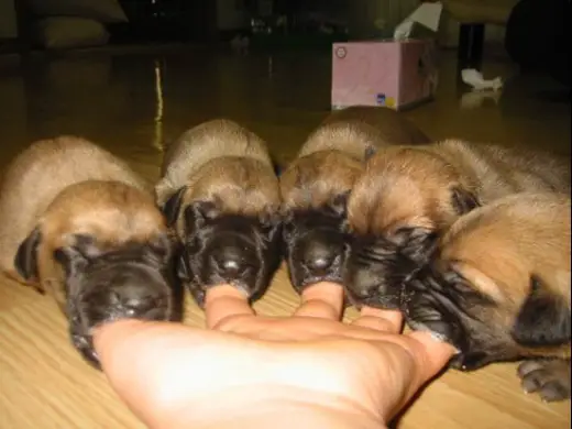 Puppies Alternative Feeding Bottle