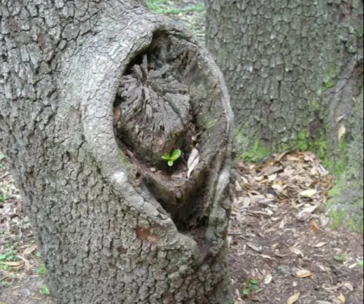 Flabby Vagina Tree