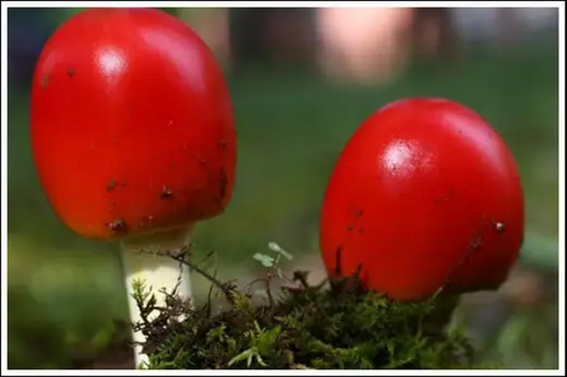 Colorful Mushrooms