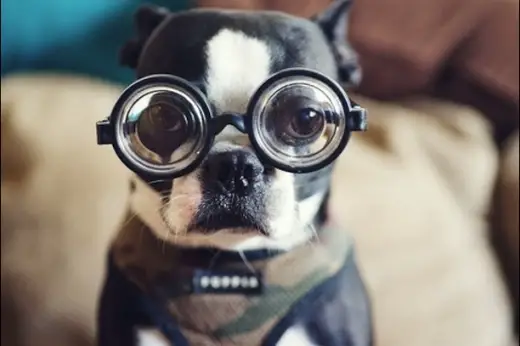 Hipster Pup