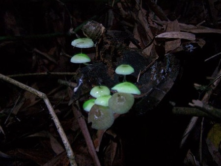 Glowing Mushrooms! Cool Pics