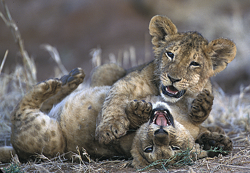 More African Wildlife