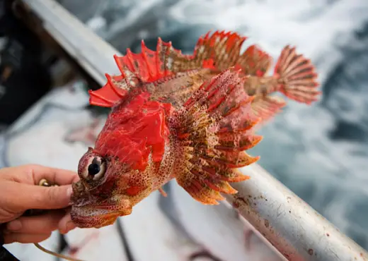 Alaska Fishing