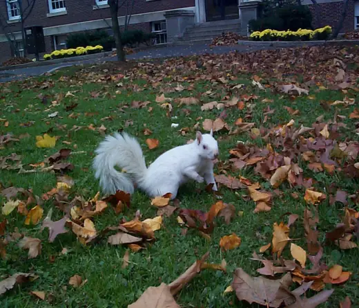 The Albino Squirrel