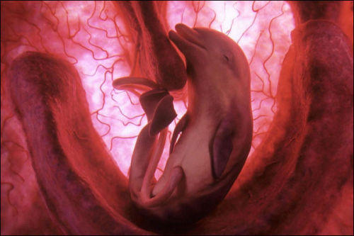 Animals in Utero