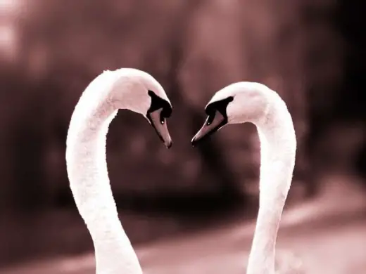 Animals In Love