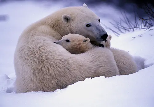 Beautiful Polar Bears