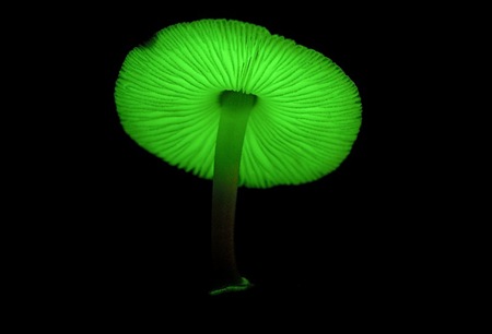 Glowing Mushrooms! Cool Pics