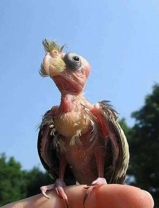 Animal Planet Gallery