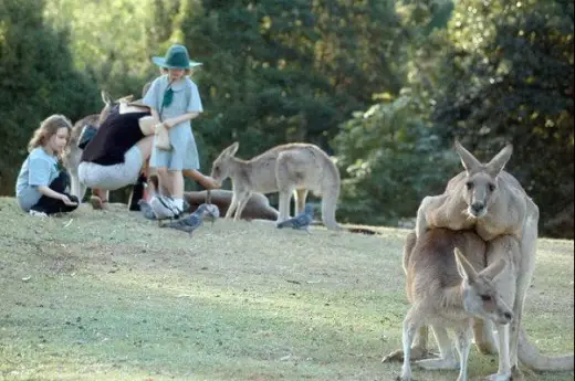 Kangaroo Sex