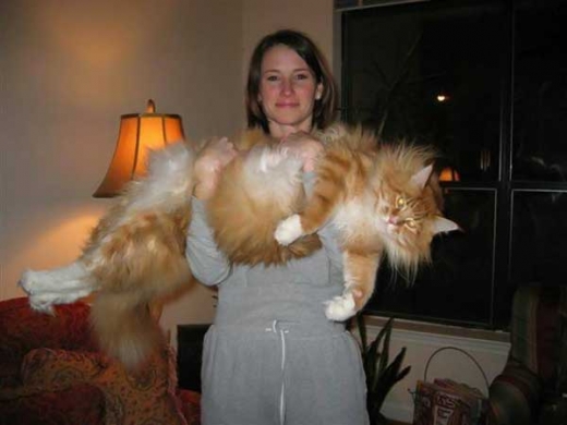 Giant Cat