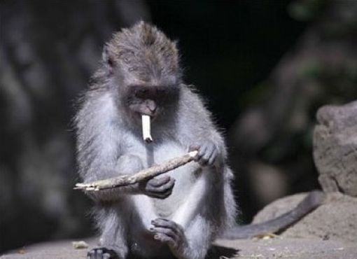 Animal Chain Smoker