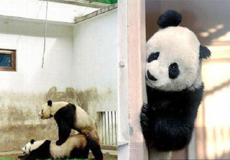 A Panda Peeping Tom