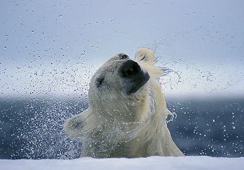 Beautiful Polar Bears