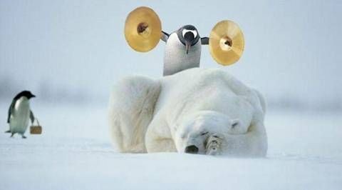 Waking Up A Polar Bear