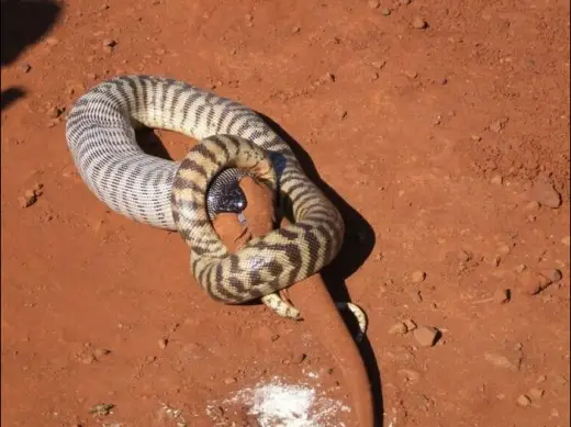 Snake Eats Giant Lizard