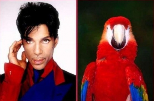 Celebrity Animal Look Alikes