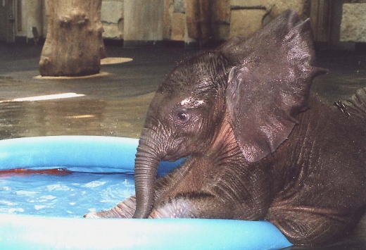 A Baby Elephant