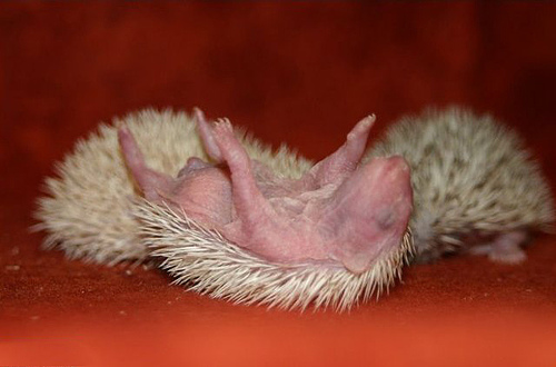 Cute Baby Hedgehogs