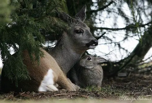 Real Bambi and Thumper