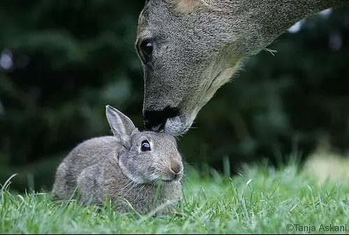 Real Bambi and Thumper