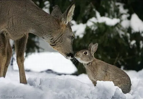 Real Bambi and Thumper