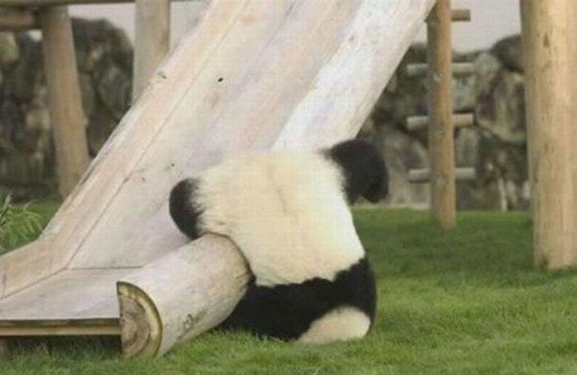 Panda Slide