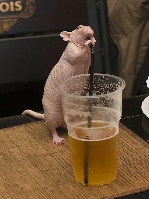 Bald Rat Drinking Beer