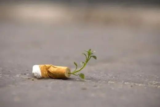 Cigarette Plant