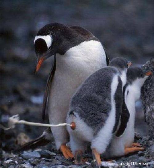 Penguin Poops!