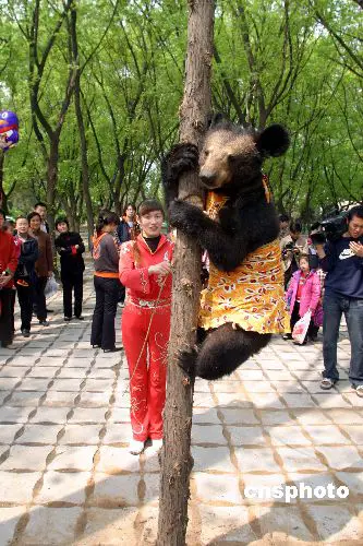 Bear Gymnasts