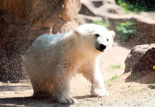 Berlin Zoo Polar Bear