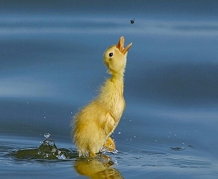 Baby Air Duck