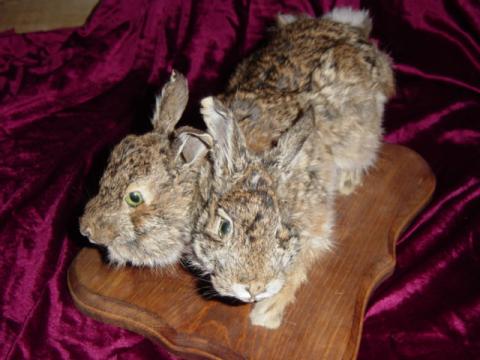 Bizarre Taxidermy