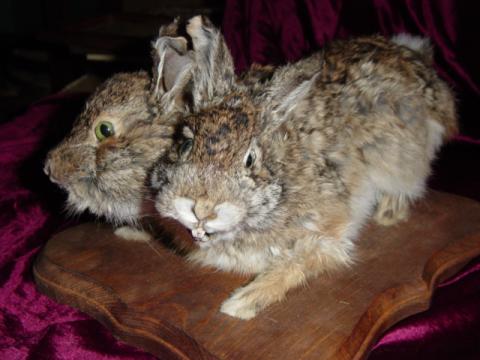 Bizarre Taxidermy