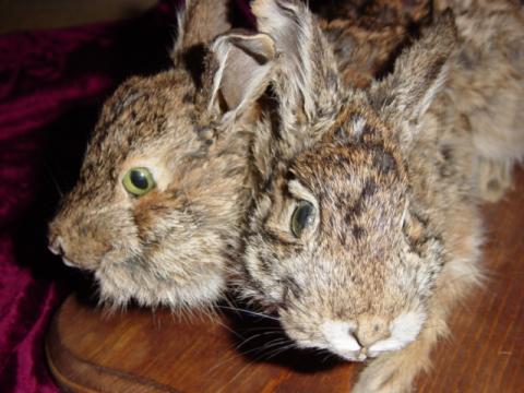 Bizarre Taxidermy