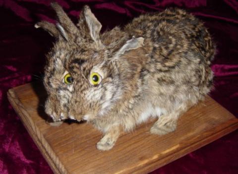 Bizarre Taxidermy