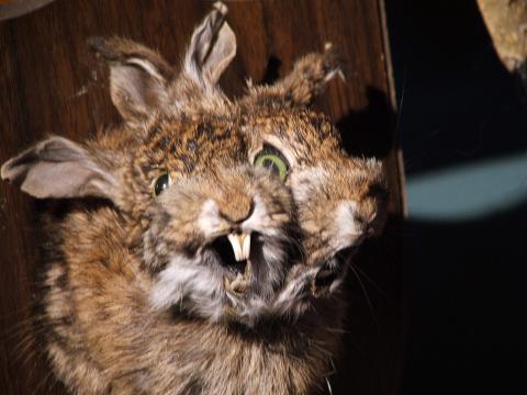 Bizarre Taxidermy