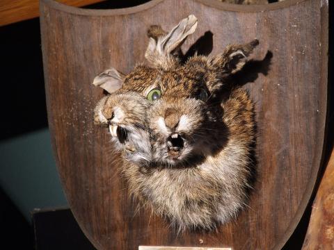 Bizarre Taxidermy