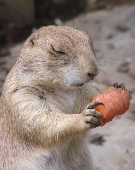 Praying Woodchuck - Funny Animals, Funny Cats, Funny Dogs, Funny Pets