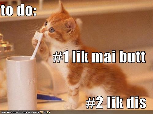 Lolcats May Edition