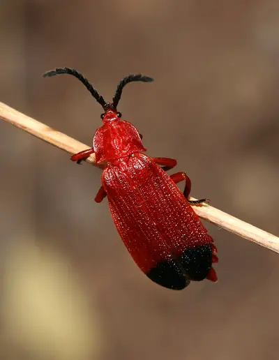 Bloody Winged Beetle