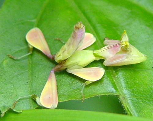 Photogenic Bugs